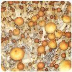 Псилоцибиновые (галлюциногенные) грибы Psilocybin "Golden Teacher" в Пензе Псилоцибиновые (галлюциногенные) грибы Psilocybin "Golden Teacher" в Пензе