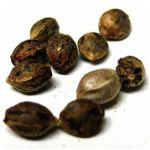 Семена марихуаны АК-47  (Seeds AK-47) в Пензе